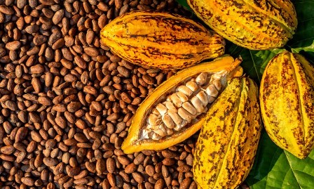 largest cocoa producing states in nigeria